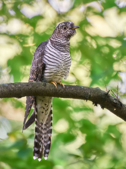 International Cuckoo Day: Common Cuckoo