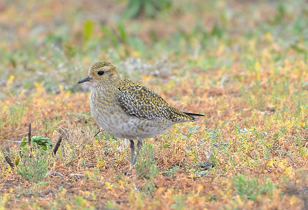 Plover Appreciation Day: The Golden Plover