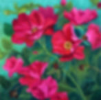 rose, knock out rose