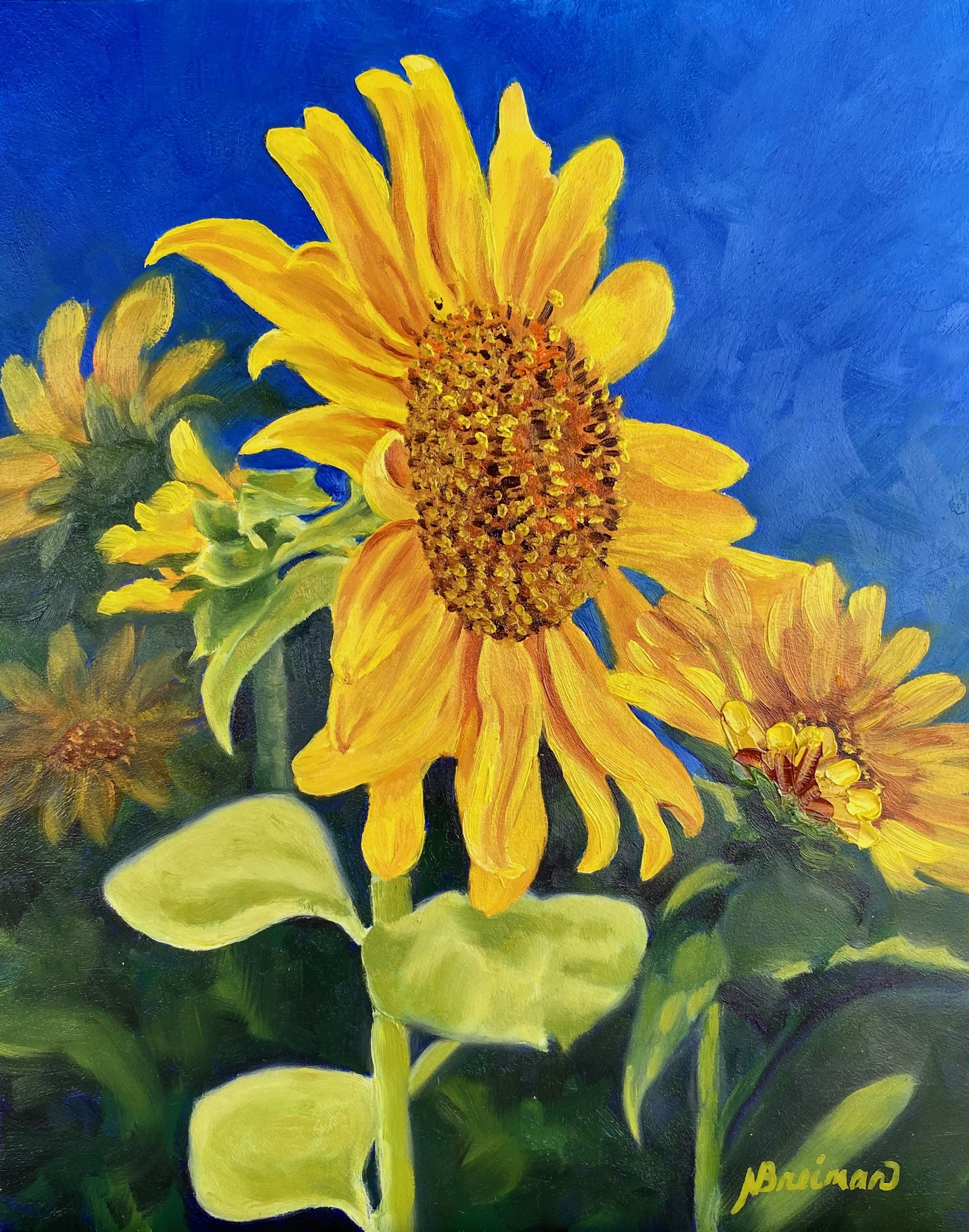 sunflower, ukraine, blue, yellow