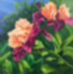 iris, irises, peach, peach blooms, spring, alexandria bay new york, bright colors