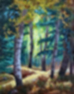 Flagstaff, northern arizona, forest