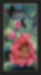cactus bloom, home decor, framed giclee
