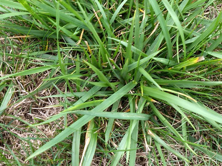 From Fescue to Foaling Stalls...30-90 Days Before Delivery.