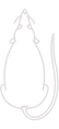 Rat