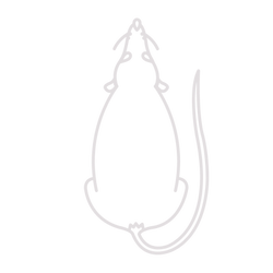 Rat