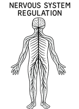 nervous system regulation.png
