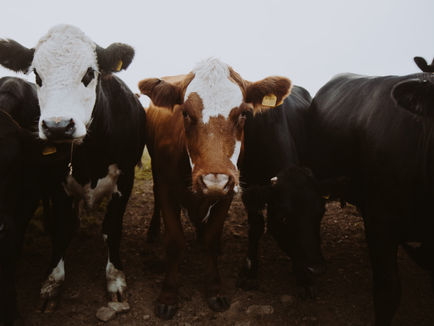 American meat service Good Ranchers lead the way by pledging to never have mRNA in their products