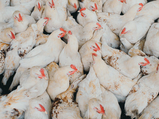 Tyson Foods Reverses: Antibiotics to Return to Chicken Supply Chain, Drops 'No Antibiotics Ever” Tag