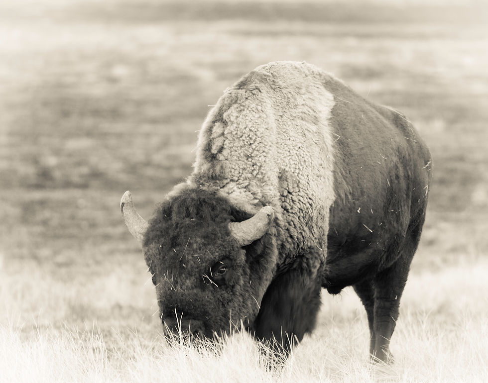 Buffalo