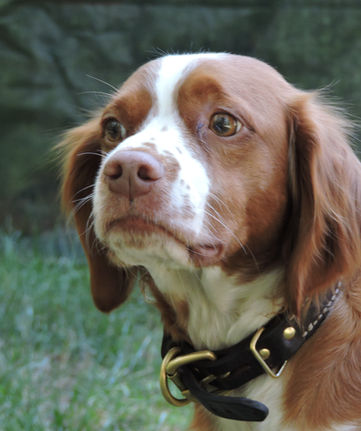 Cute Brittany Dog