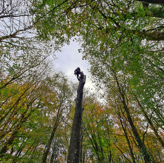 20201029_113857-01[1].jpeg