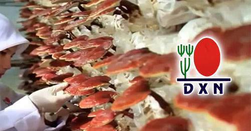 DXN ganobienestar- ganoderm lucidum-salud y bienestar-x-me siento bien_edited.jp