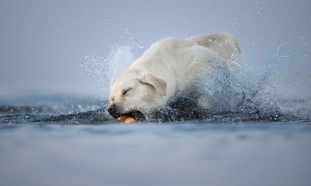 Dive in the Water.jpg