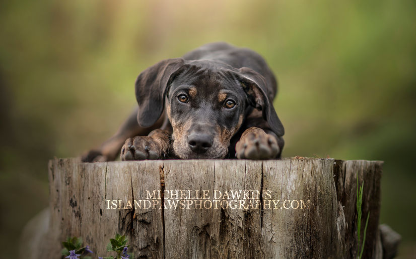 Mo Mo Stump copy 2.jpg