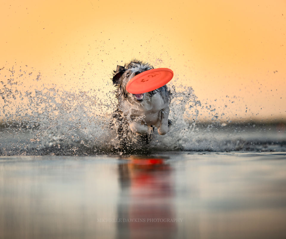 Dog photos, Maryland, Dogs in water, Dogs in action, Border Collie, Border Collie Photos, Maryland Photos, Dog photographer, Dog pics.