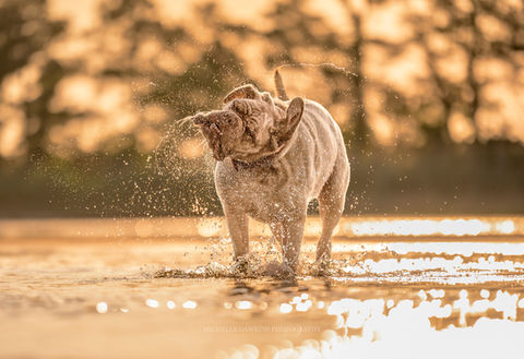 A15 - FS - ADOBEColor copy.jpg