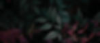 desktop-wallpaper-part-9-of-my-plant-sacred-bamboo-v2-widescreen-aesthetic-ultrawide (1).j