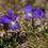 Thumbnail: Emotional Release - Wild Alpine Pansy