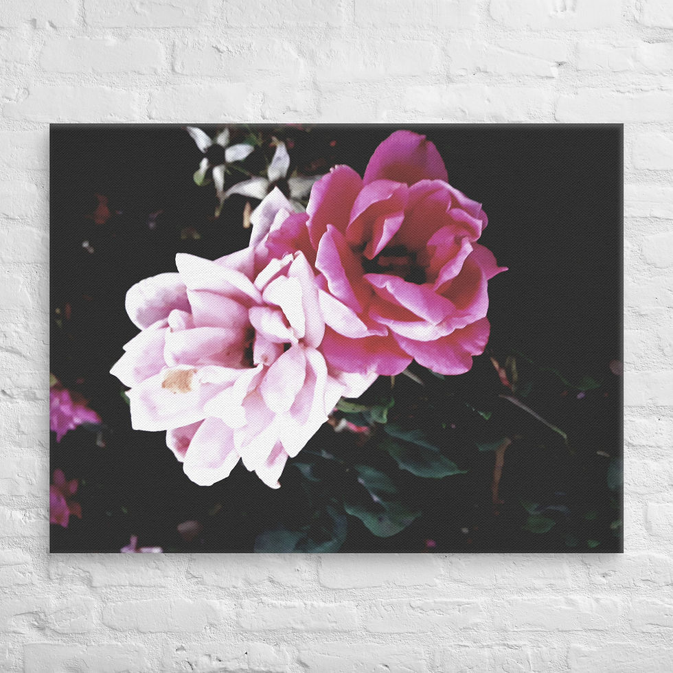 Thumbnail: Black Beauty Canvas 