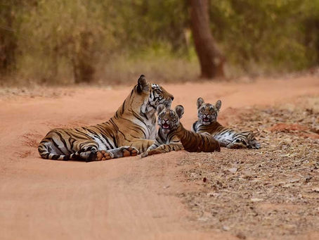10 Reasons to go on a Tadoba Safari