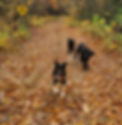Dogs running in fall leaves
