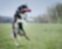 dog jumping to catch a frisbee