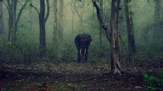 Forests in the Climate Change Conundrum