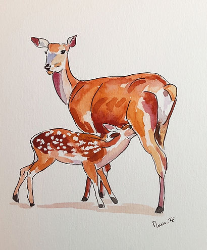 Aquarelle - Une biche et son petit_edited_edited.jpg