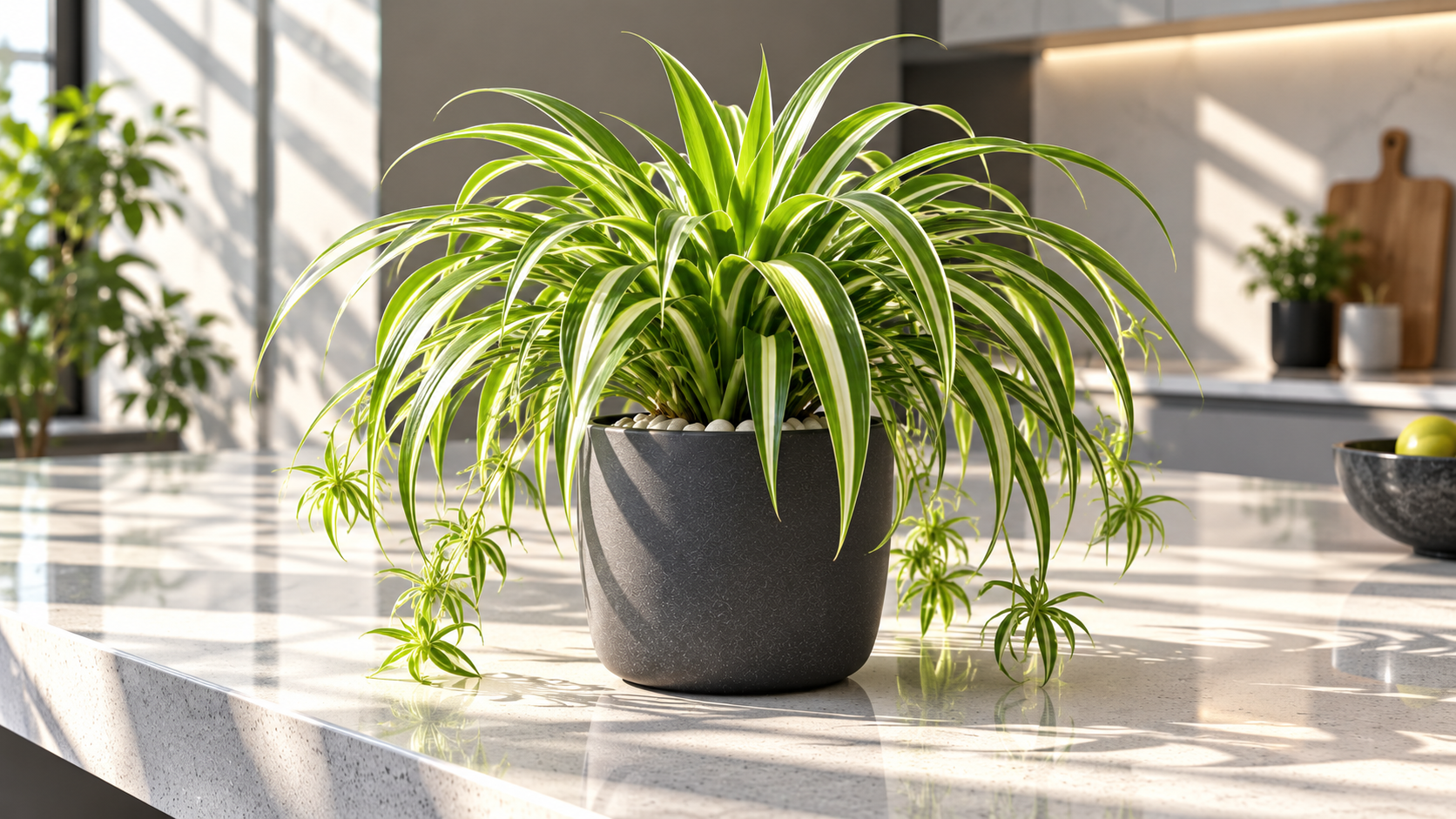 🕷️ Live Premium Spider Plant