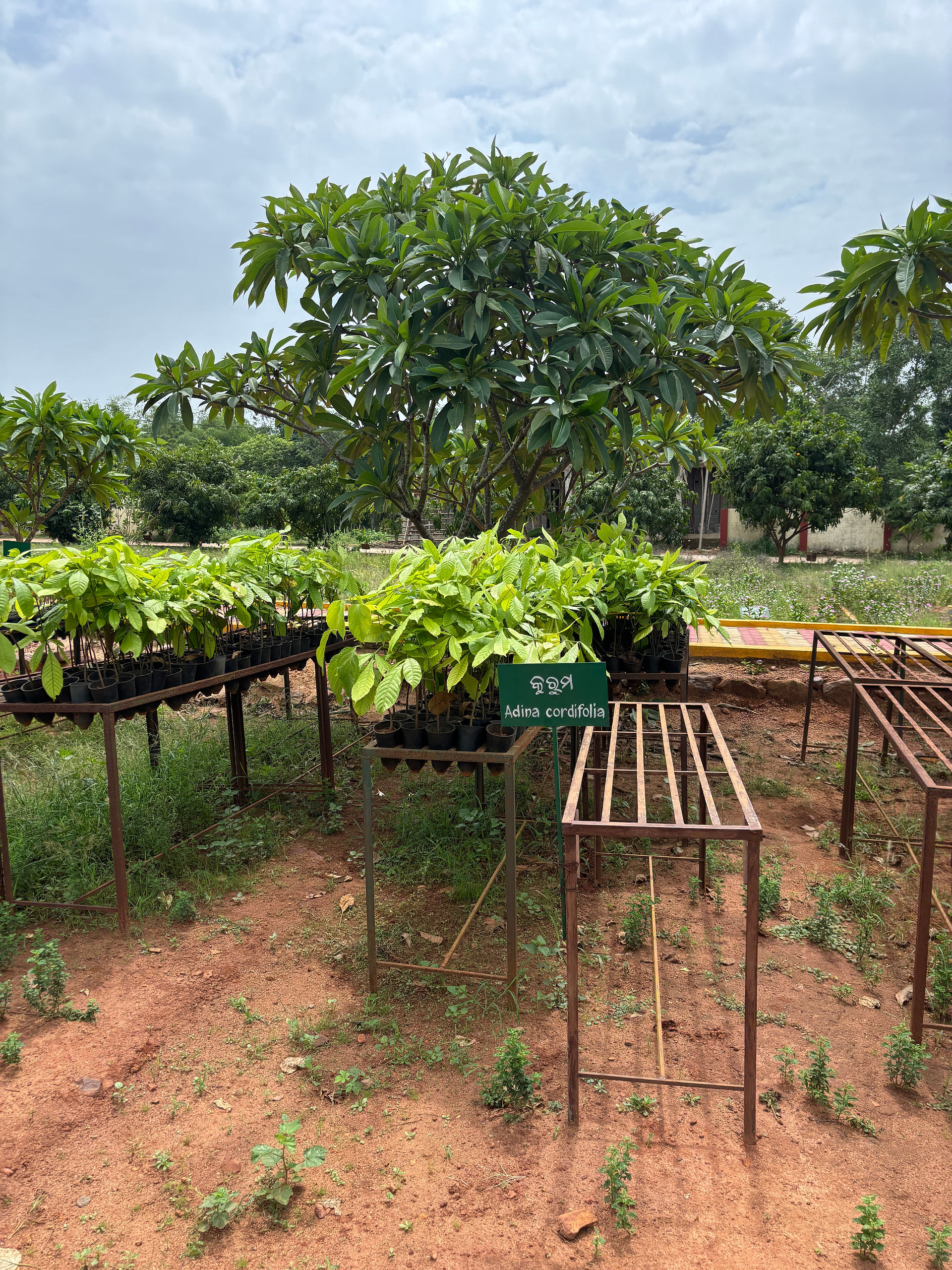 Government nursery Bhubaneswar