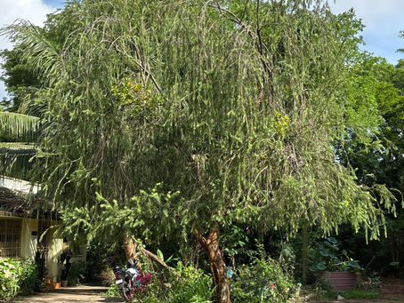 bottle brush tree in Bhubaneshwar