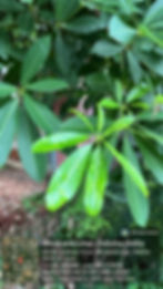 Saptaparni Chhatiana in Bhubaneswar