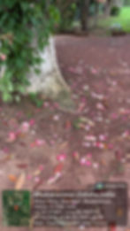 Cannon ball tree in Bhubaneshwar, Cannon ball tree in odisha, Cannon ball tree