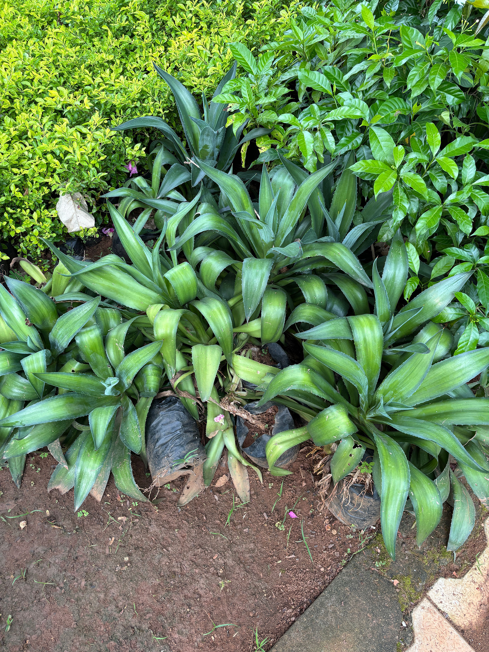 Government nursery Bhubaneswar