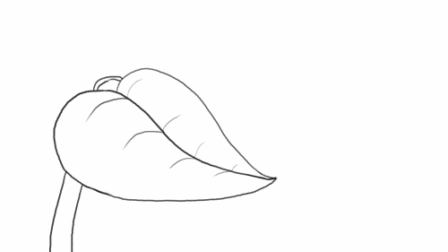 banabhoomi leaf