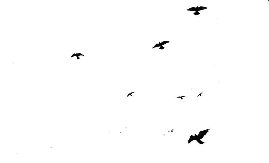 banabhoomi birds