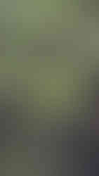 Saptaparni Chhatiana in Bhubaneswar