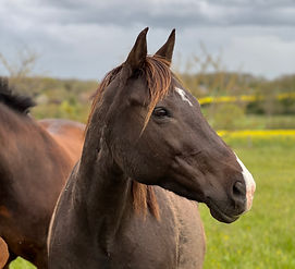 Motifs de consultation ostéopathique cheval