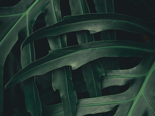 Explorando Cancún y el Proyecto HOLXÁ: Una Fusión de Naturaleza y Modernidad