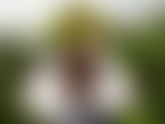 Seasonal Tree Checklist for Cleveland Homeowners: What to Do Each Season