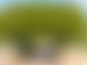 How to Safely Decorate Outdoor Trees Without Harming Them