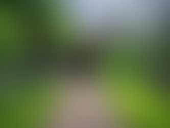 Best Trees for Small Yards in Cleveland and How to Maintain Them