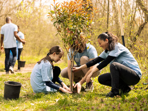 How to Handle Trees That Are Too Close to Your Home or Foundation