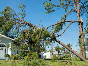 How to Prepare Your Trees for Extreme Weather Conditions in Cleveland