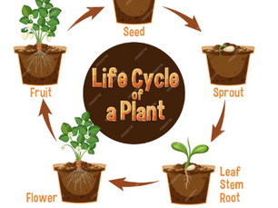 The Lifecycle of a Tree: When to Trim, Prune, or Remove