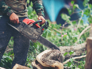 The Benefits of Hiring a Local Cleveland Tree Service for Seasonal Maintenance