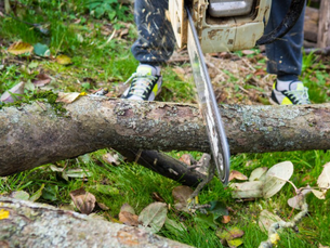 How to Safely Remove Large Trees from Your Property