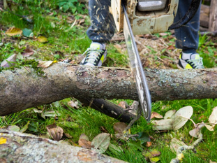 How to Safely Remove Large Trees from Your Property