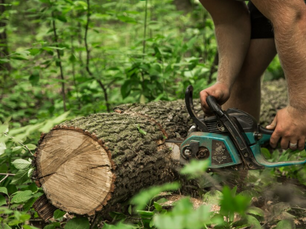 The Impact of Tree Services on Cleveland’s Ecosystem
